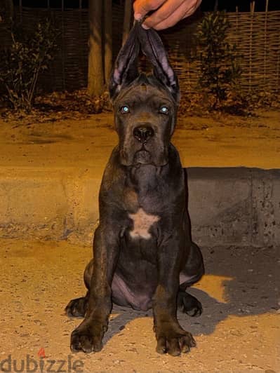 Cane corso 3 month
