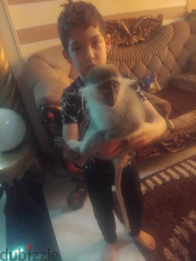 نسناس هادي