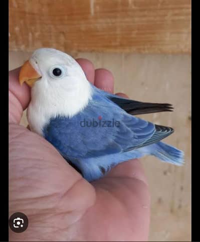 مطلوب زغلول كوكتيل_فيشر_روز للتاكيل اليدوى