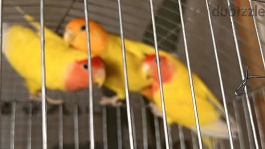 ذكر روز اوبلاين اورانج وذكرين ريد فيس