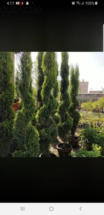 نباتات طبيعية نباتات طبيعية