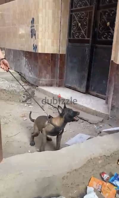 جروايه مالينو نار