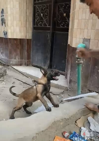 مالينو