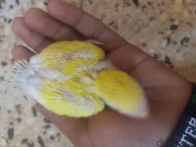 3 زغاليل روز  لاتيني عين تأكيل يدوي  واخدين علي السرنجة للبيع او للبدل