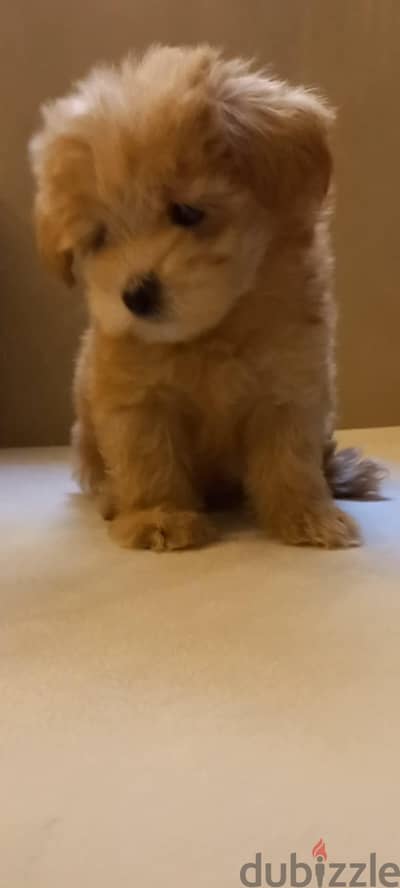 maltipoo & poodle