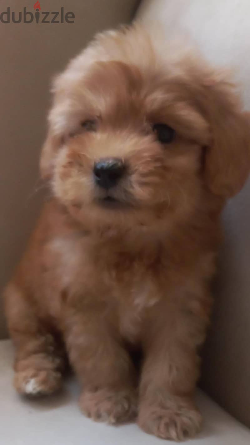 maltipoo & poodle 1