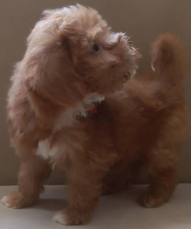 maltipoo & poodle 2