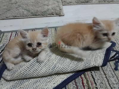 قطط شيرازي