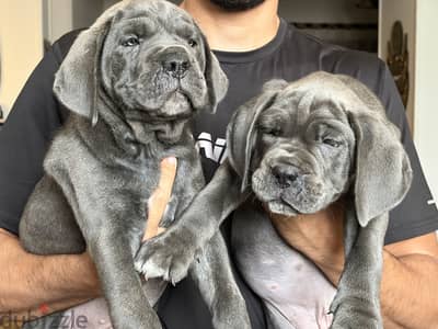 Cane corso
