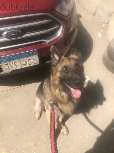 German shepherd