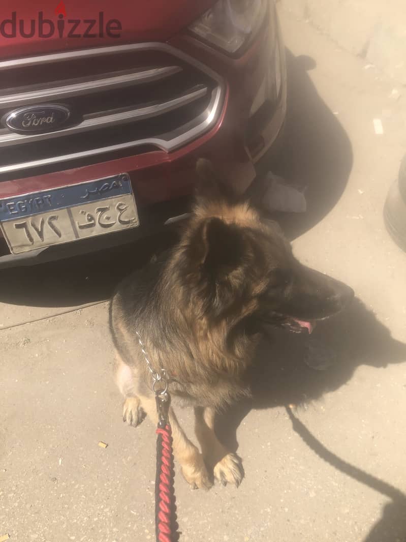 German shepherd 1