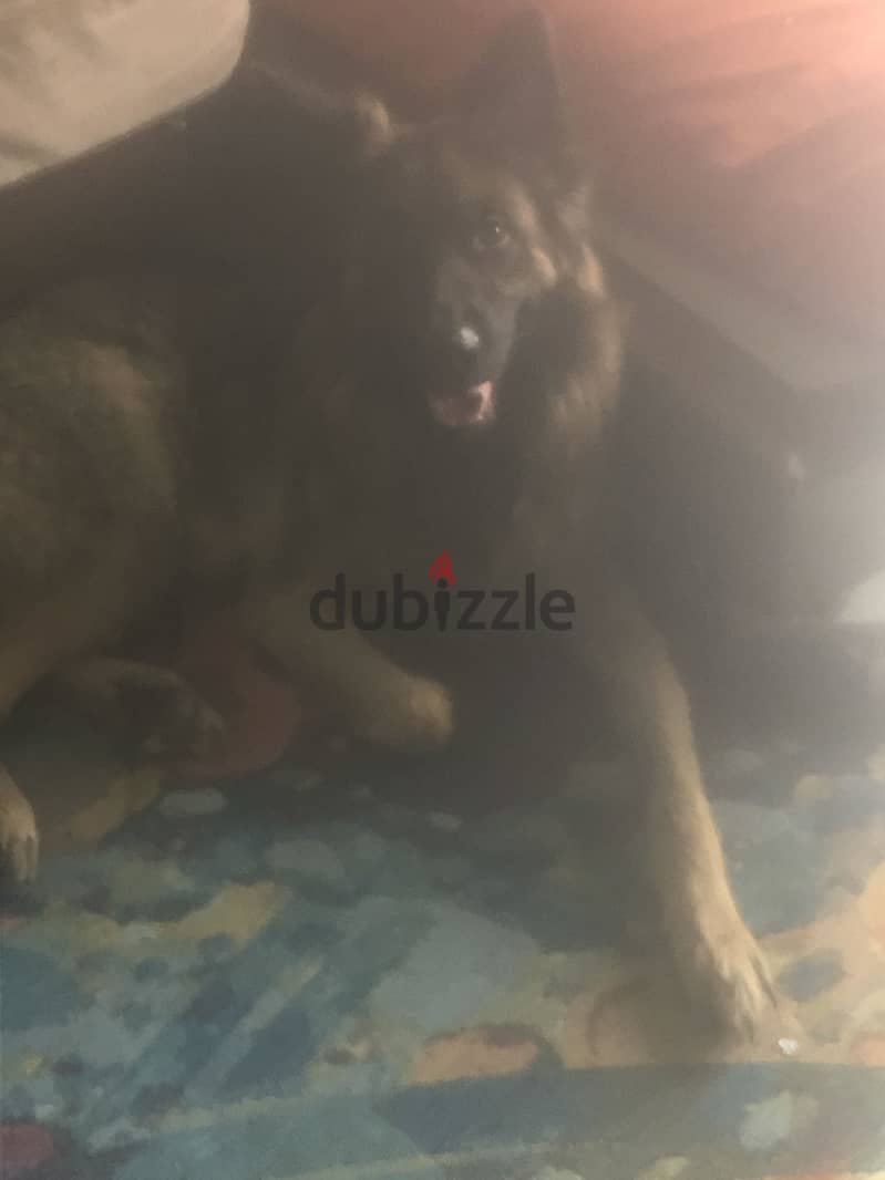 German shepherd 2