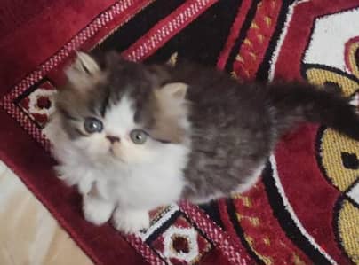 ذكر بيرشن