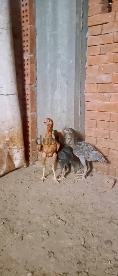 3 فراخ هندي دم عالي بصحه ممتازه جدآ