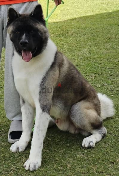 American akita
