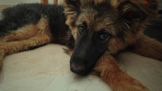 German Shepherd Puppy
