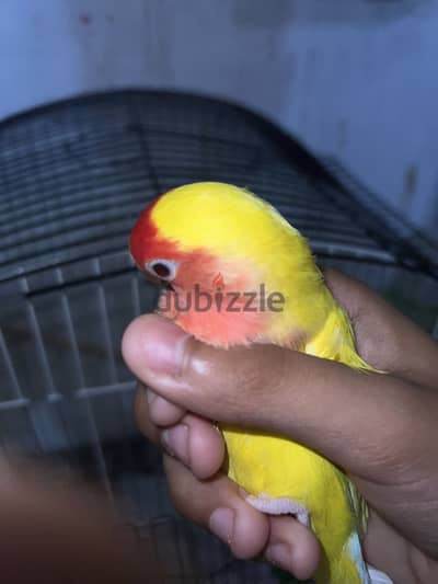 دكر روز عين حمرا لاتيني ريد فيس