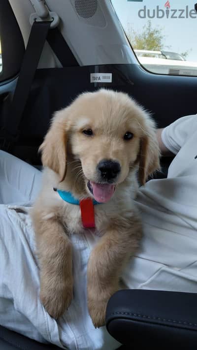 golden retreiver