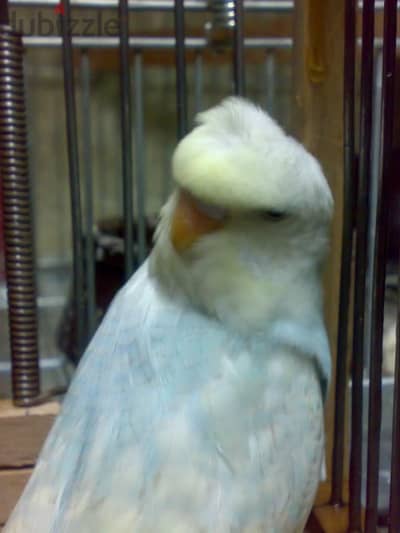 مطلوب نتاية شبابات شوشة او فلل او عادي في نطاق الحضرة
