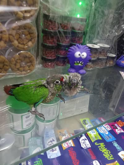 جرين كنيور