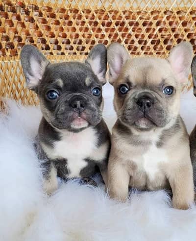 2 french bulldogs