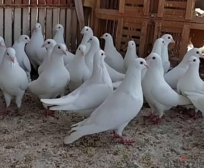بيع حمام