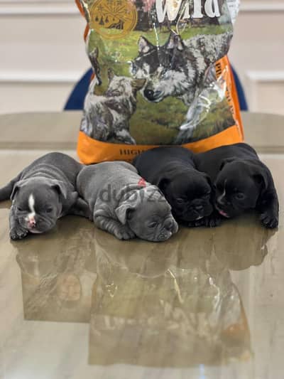 french bulldog puppies