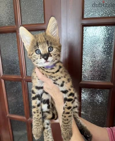 Savannah kitten boy from Russia