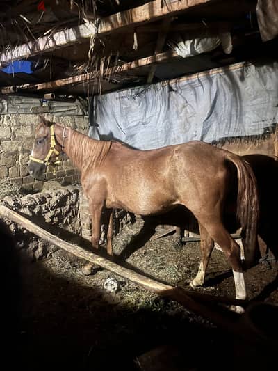 Egyptian mare