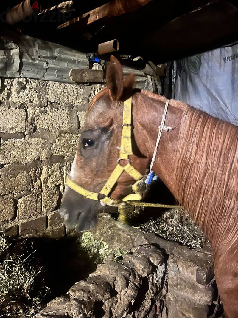 Egyptian mare 1