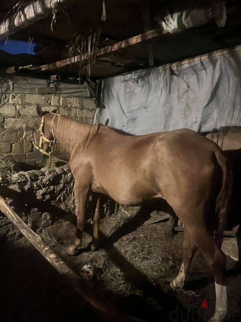 Egyptian mare 2