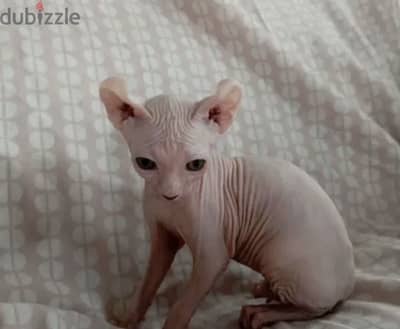 Sphynx Elf Cat imported from Russia قط سفنكس