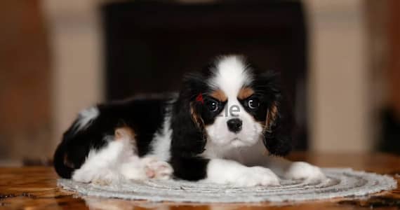 Cavalier King Charles spaniel puppy boy from Russia