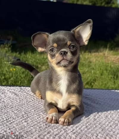 Chihuahua puppies boys from Russia