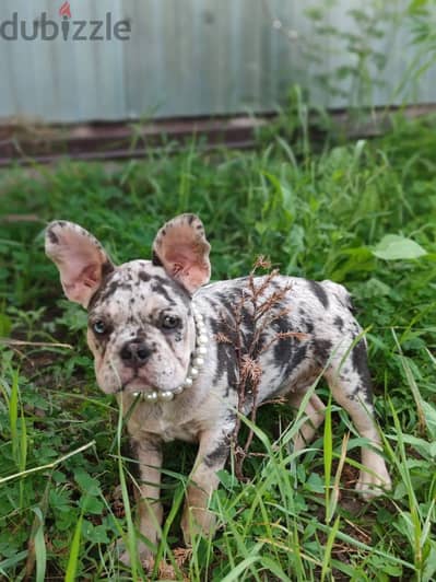 French bulldog puppy female from Russia