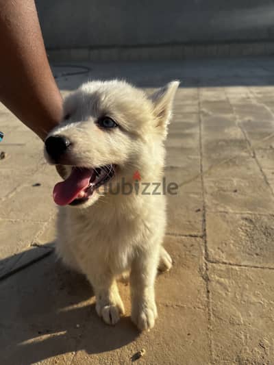 Husky for sale