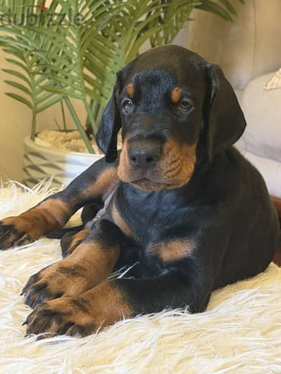 Top doberman puppies