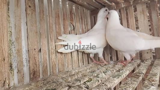 3 زغاليل لاحم