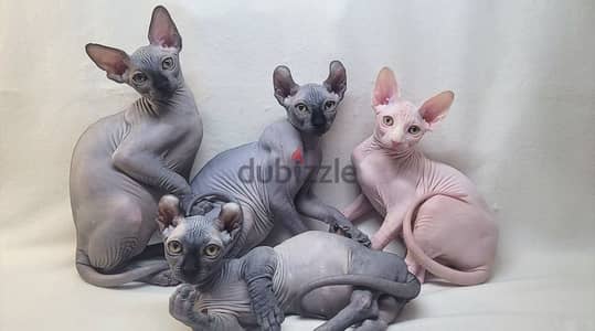 Sphynx Cat imported from Russia قط سفنكس