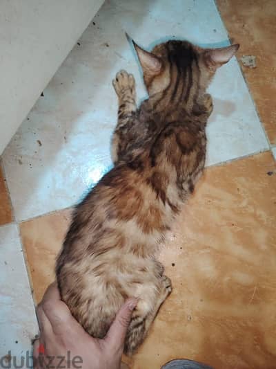 bengal cat