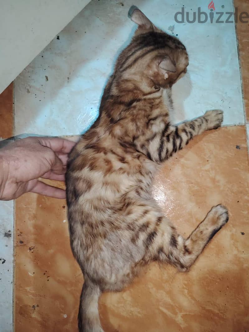 bengal cat 1
