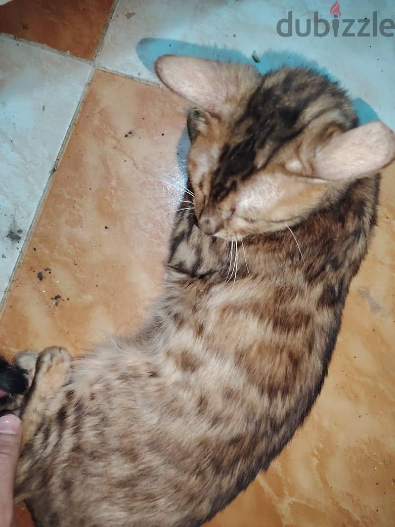 bengal cat 2