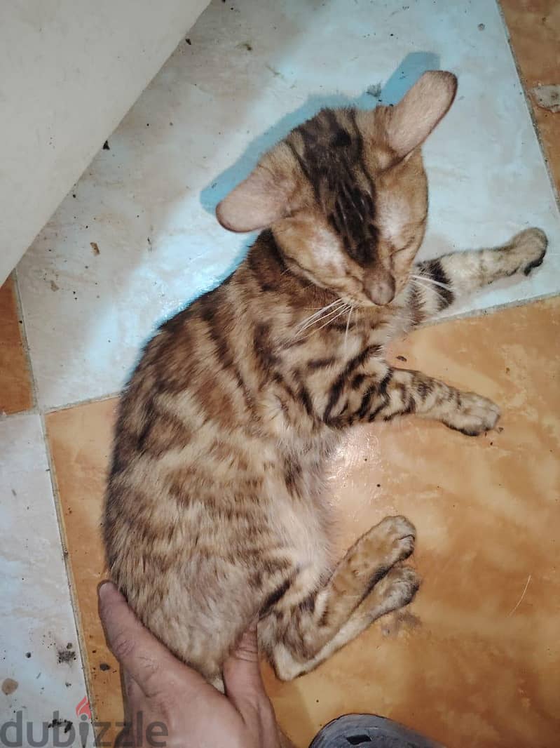 bengal cat 3