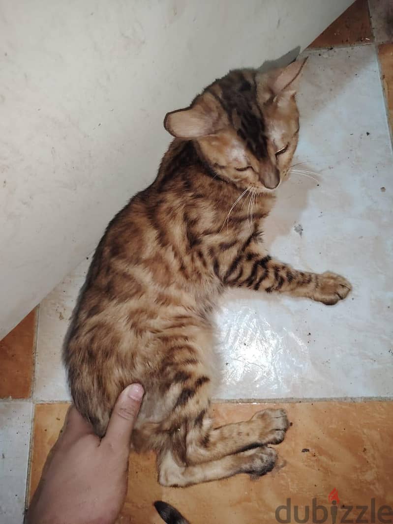 bengal cat 4