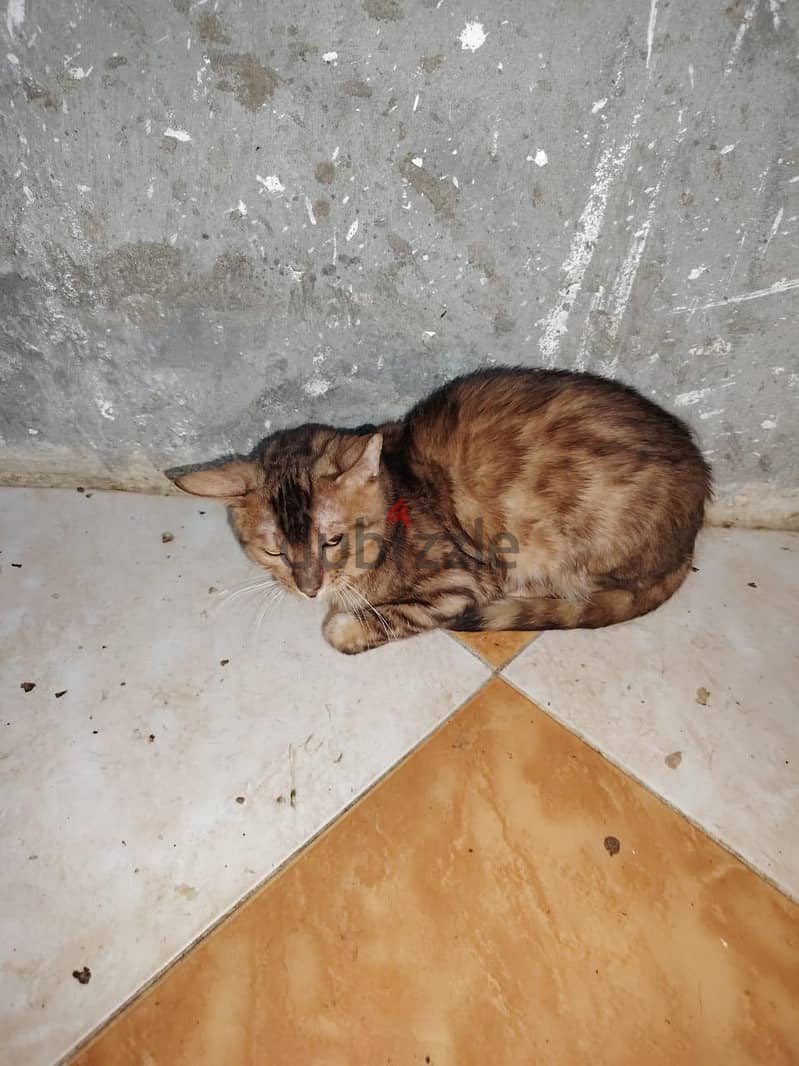 bengal cat 5