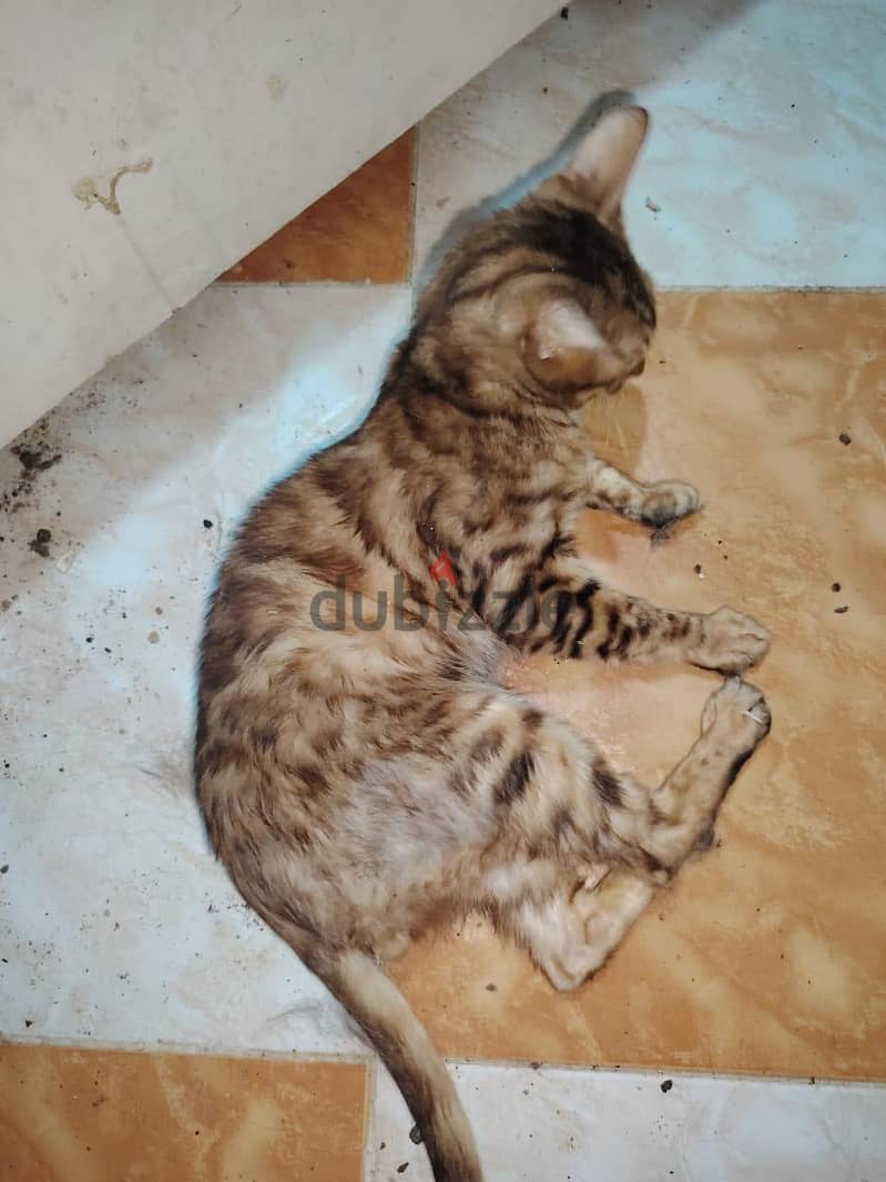 bengal cat 6
