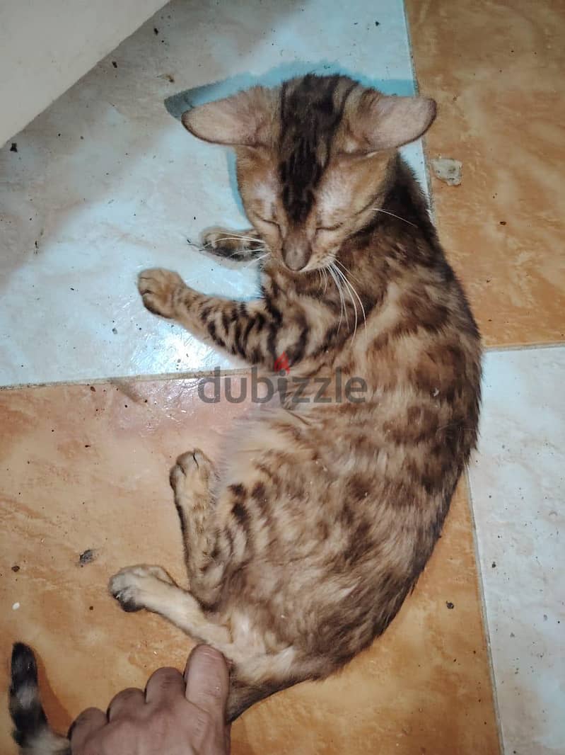 bengal cat 7