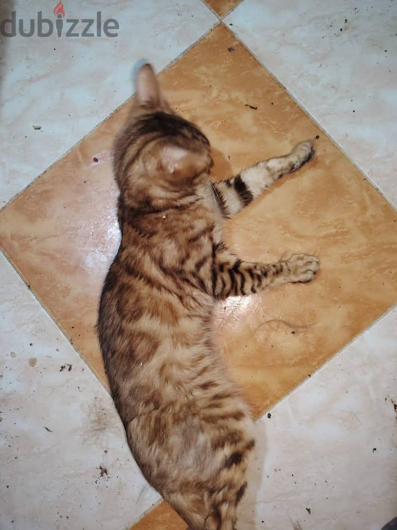 bengal cat 8