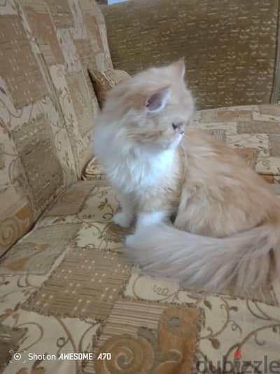 بنوته بيرشن