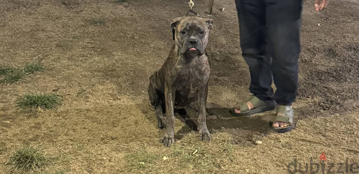 cane corso blue brindle 1